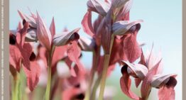 Extraits gratuits – Numéro 233 de L’Orchidophile