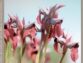 Extraits gratuits – Numéro 233 de L’Orchidophile