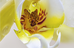 24° Magie des Orchidées au Château de Vascoeuil – 29 oct au 1 nov 2022