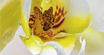 24° Magie des Orchidées au Château de Vascoeuil – 29 oct au 1 nov 2022