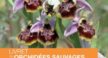 Les orchidées sauvages des Bouches-du-Rhône : nouveau livre en téléchargement libre
