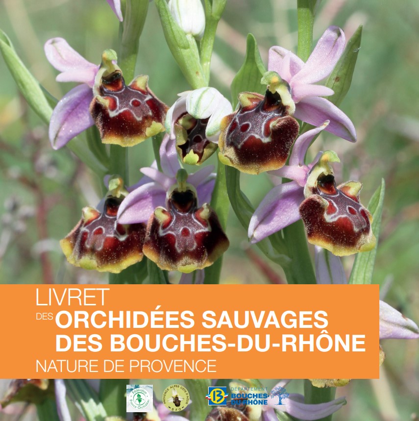 Les orchidées sauvages des Bouches-du-Rhône
