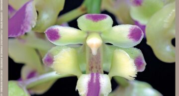 Extraits gratuits – Numéro 234 de L’Orchidophile