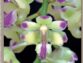 Extraits gratuits – Numéro 234 de L’Orchidophile