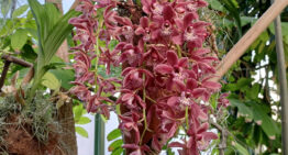 Recherche dans les revues et fiches de cultures d’orchidées