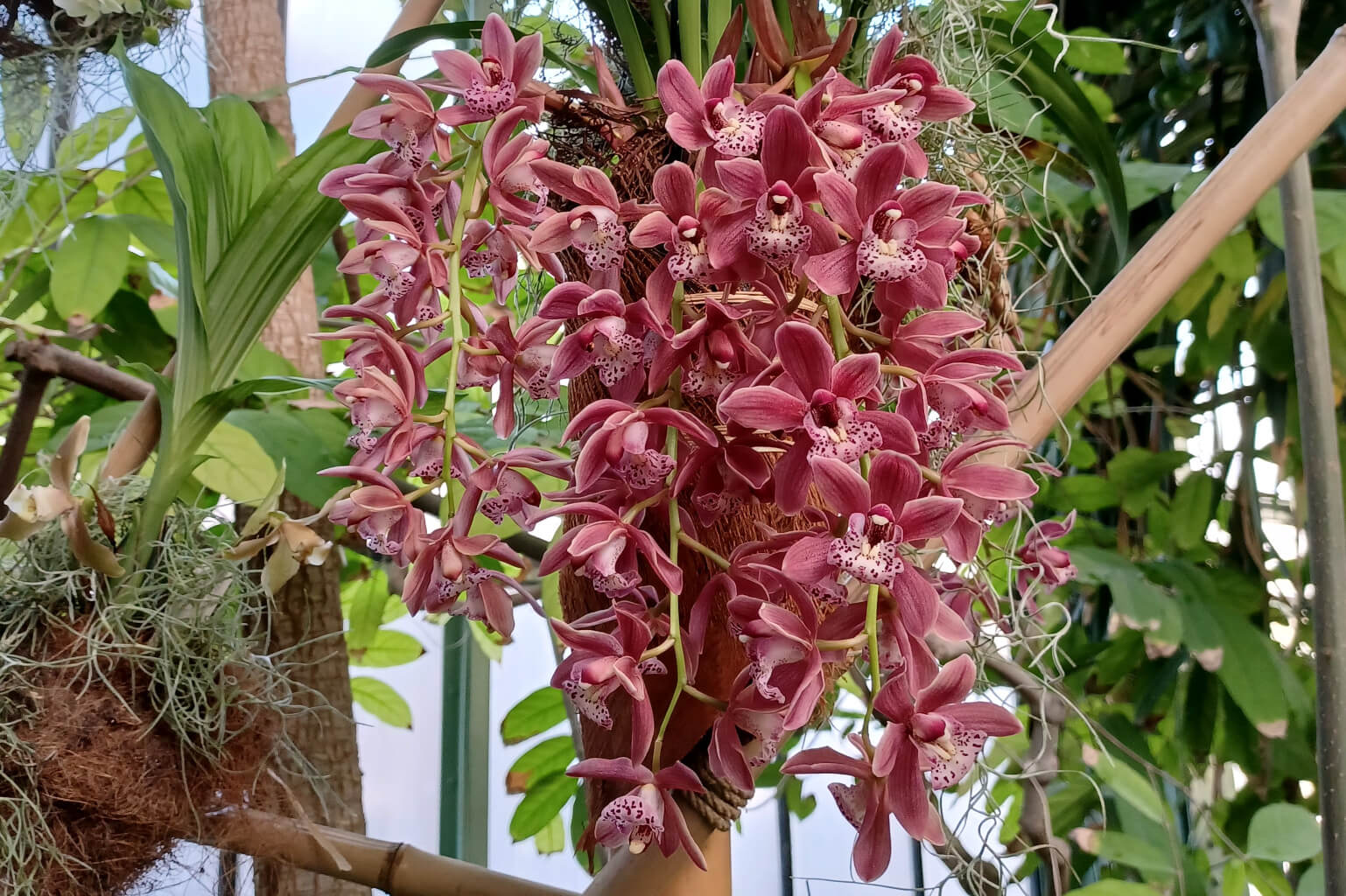 Epidendrum stanfordianum 1001_orchidees