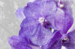 Exposition d’orchidées de Hirschstetten du 22 au 26 fév. 2023