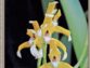 Extraits gratuits – Numéro 236 de L’Orchidophile