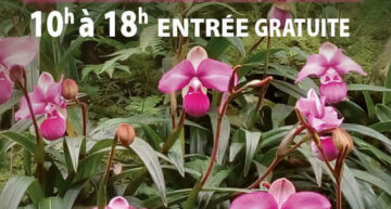 Exposition d’orchidées à Audenge – 20-21 mai 2023