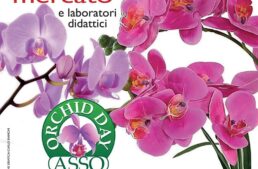 Exposition d’orchidées ‘Asso Orchid Show’ – région de Côme en Italie le 25 juin