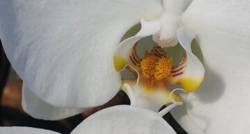 Orchidées en fleurs – jardin botanique de Montréal
