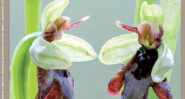 Extraits gratuits – Numéro 237 de L’Orchidophile