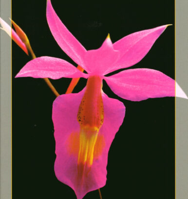 Manuel de culture - Société Française d'Orchidophilie