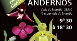 Exposition d’orchidées à Andernos-les-Bains du 13 au 15 octobre 2023