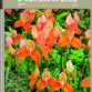 Numéro 238 de L’Orchidophile, Journal des amateurs d’orchidées (septembre 2023) : extraits à feuilleter gratuitement pour mieux connaître et cultiver les orchidées