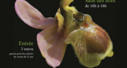 Salon de l’Orchidée à Montamisé – février 2024