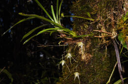 Une nouvelle orchidée découverte dans la forêt de Iaroka à Madagascar