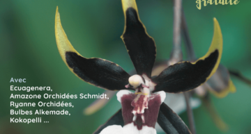 Exposition d’orchidées à Annequin – février 2024