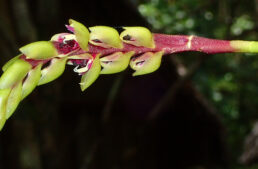 Bulbophyllum lecouflei retrouvé dans la forêt d’Ambodiriana à Madagascar
