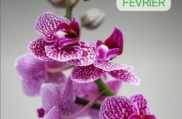 Salon international Orchidée et Plantes d’exception – Bouc Bel Air – février 2024