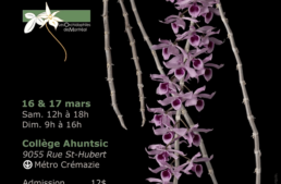 Exposition d’orchidées à Montréal (Québec) – mars 2024