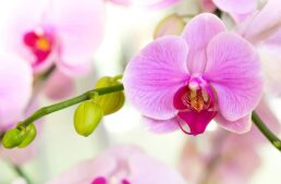 Festival des orchidées à Menton – fev.-mars 2024
