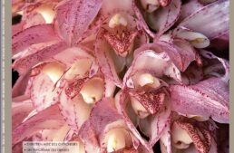 L’Orchidophile, extraits gratuits n°240 (mars 2024)