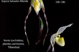 Exposition d’orchidées à Pluguffan (29) – novembre 2024