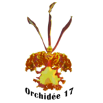 ORCHIDÉE 17
