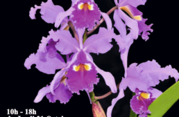 Exposition d’orchidées à Vascoeuil (27) – octobre-novembre 2024