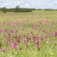 2000 membres pour la Fédération France Orchidées !