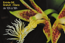 Exposition d’orchidées à Jonzac (17) – Nov. – Dec. 2024