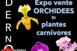 Exposition d’orchidées à Andernos (33) – octobre 2024