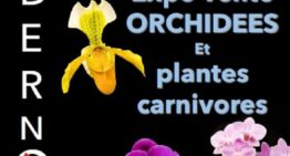 Exposition d’orchidées à Andernos (33) – octobre 2024