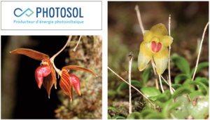 Deux nouveaux Bulbophyllum à-Madagascar 11 juillet 2013