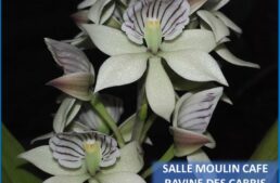 Exposition d’orchidées à Ravine des Cabris – La Réunion – octobre 2024