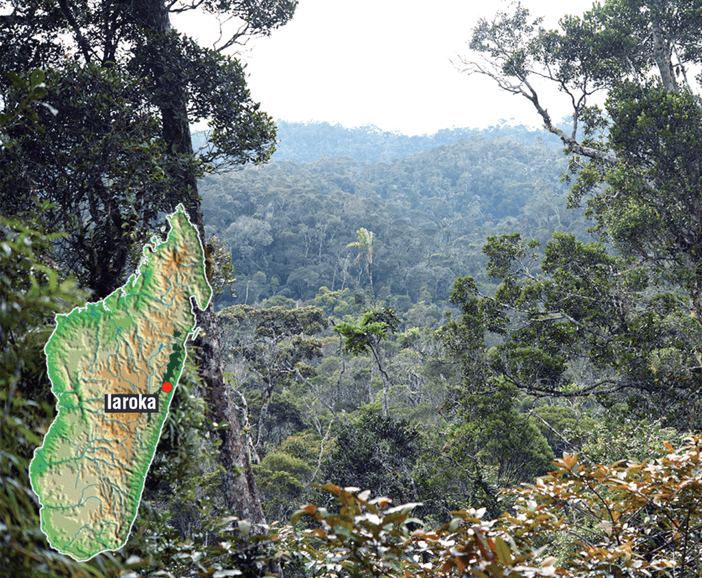 La forêt de Laroka à Madagascar 12 juillet 2023