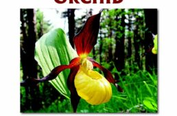 Conférence sur les orchidées en musique – 1 octobre 2024
