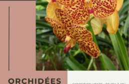 Exposition d’orchidées au parc floral d’Orléans (45) – février 2025