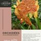 Exposition d’orchidées parc floral d’Orléans (45) – février 2025