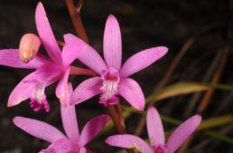 Voyages d’études des orchidées en 2025 et 2026