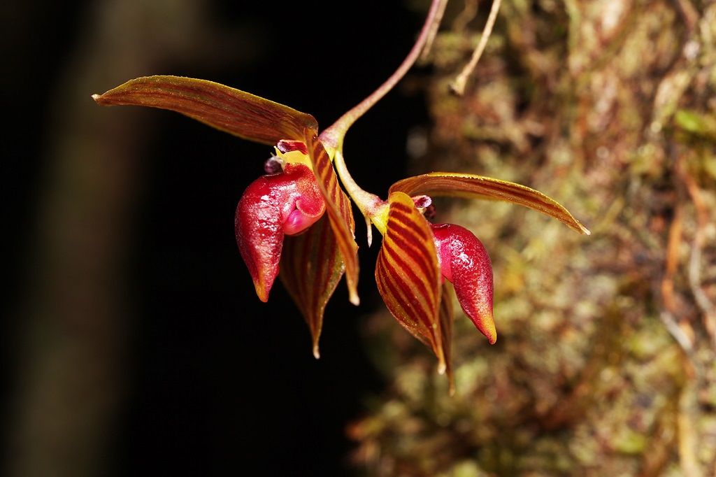 Bulbophyllum sp. nov.