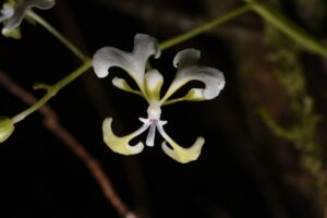 Madagascar - orchidée