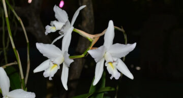 1er prix botanique : Laelia anceps semi-alba ‘Natali ‘ (PR)