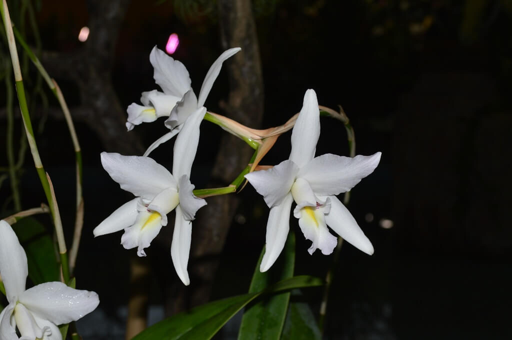 1er prix botanique : Laelia anceps semi-alba ‘Natali ‘ (PR)