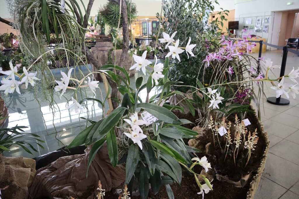 1er prix botanique : Laelia anceps semi-alba ‘Natali ‘ (MM)