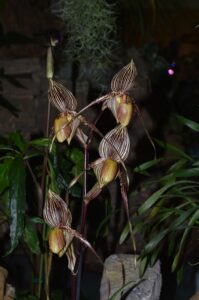 1er prix hybride : St Paphiopedilum Swithin (PR)