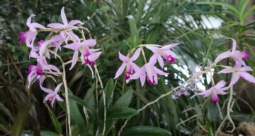 2ème prix botanique : Laelia anceps ‘Monoprio’ (MM) 