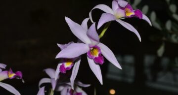 2ème prix botanique : Laelia anceps ‘Monoprio’ (PR) 