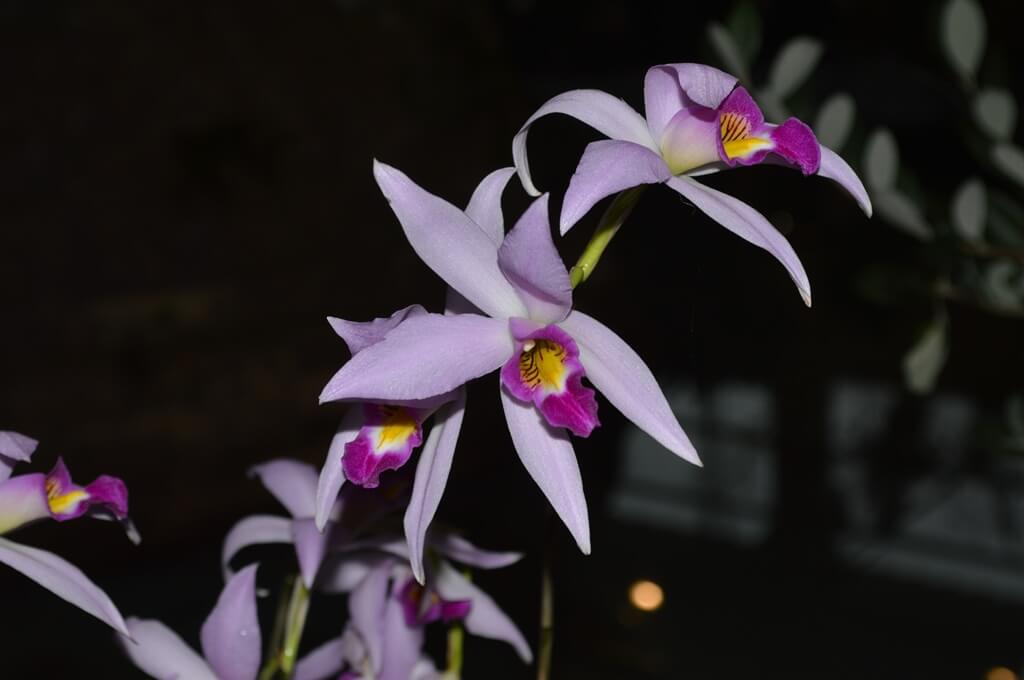 2ème prix botanique : Laelia anceps ‘Monoprio’ (PR)
